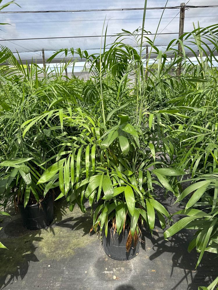 chamaedorea-erumpens-x-seifritzii-florida-hybrid-chamaedorea-palm