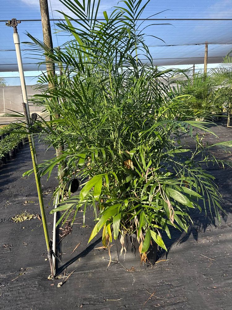 chamaedorea-erumpens-x-seifritzii-florida-hybrid-chamaedorea-palm