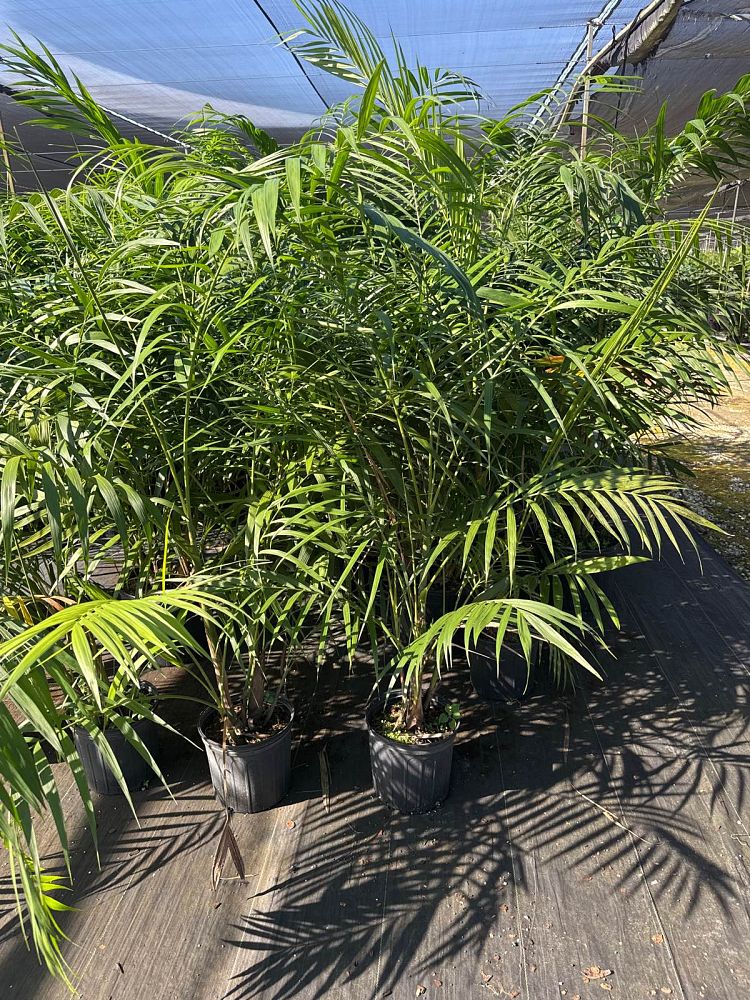 chamaedorea-hooperiana-maya-palm