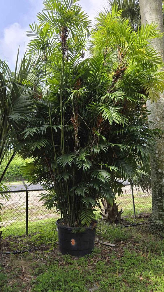 chamaedorea-seifrizii-florida-hybrid