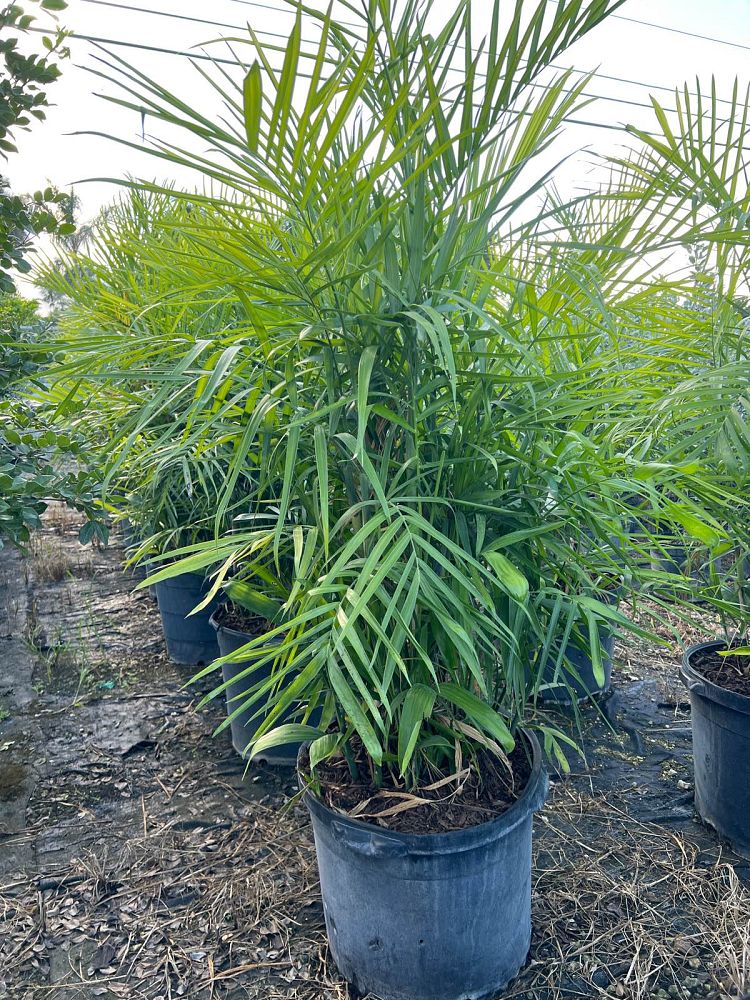 chamaedorea-seifrizii-reed-palm-bamboo-palm-seifriz-s-bamboo-palm