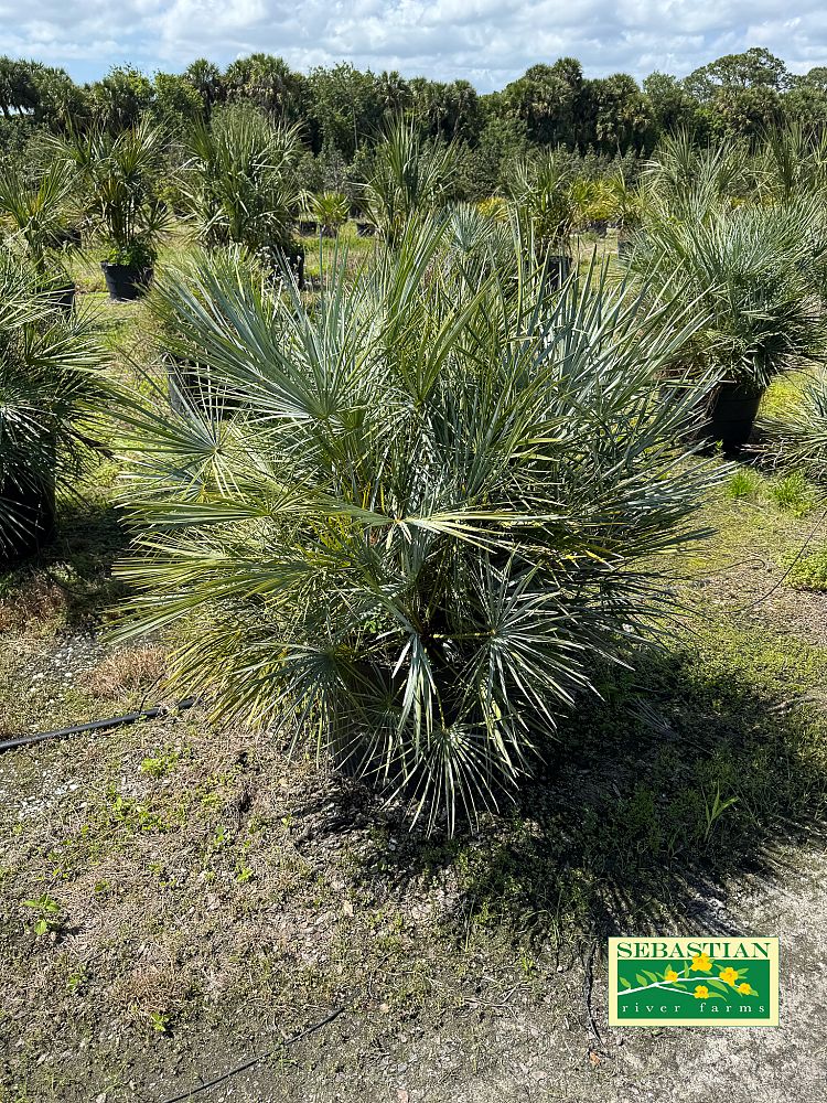 chamaerops-humilis-cerifera-european-fan-palm-silver-mediterranean-fan-palm