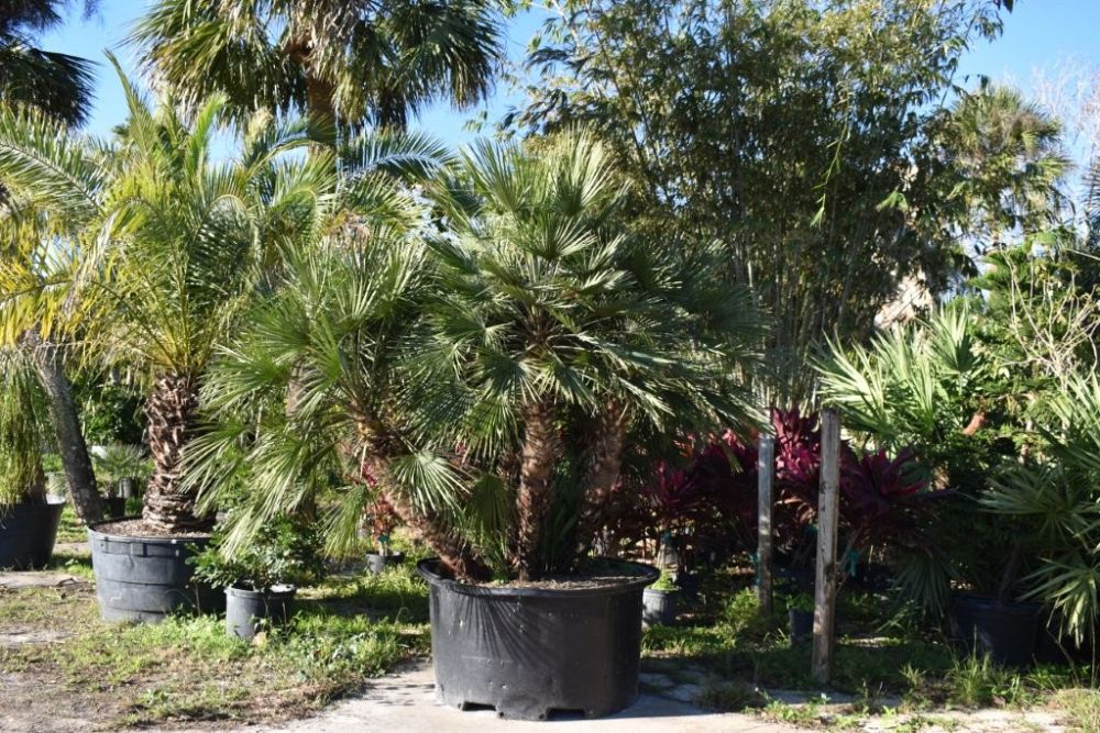 chamaerops-humilis-european-fan-palm-mediterranean-fan-palm