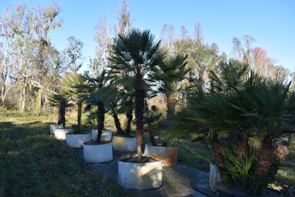 chamaerops-humilis-european-fan-palm-mediterranean-fan-palm