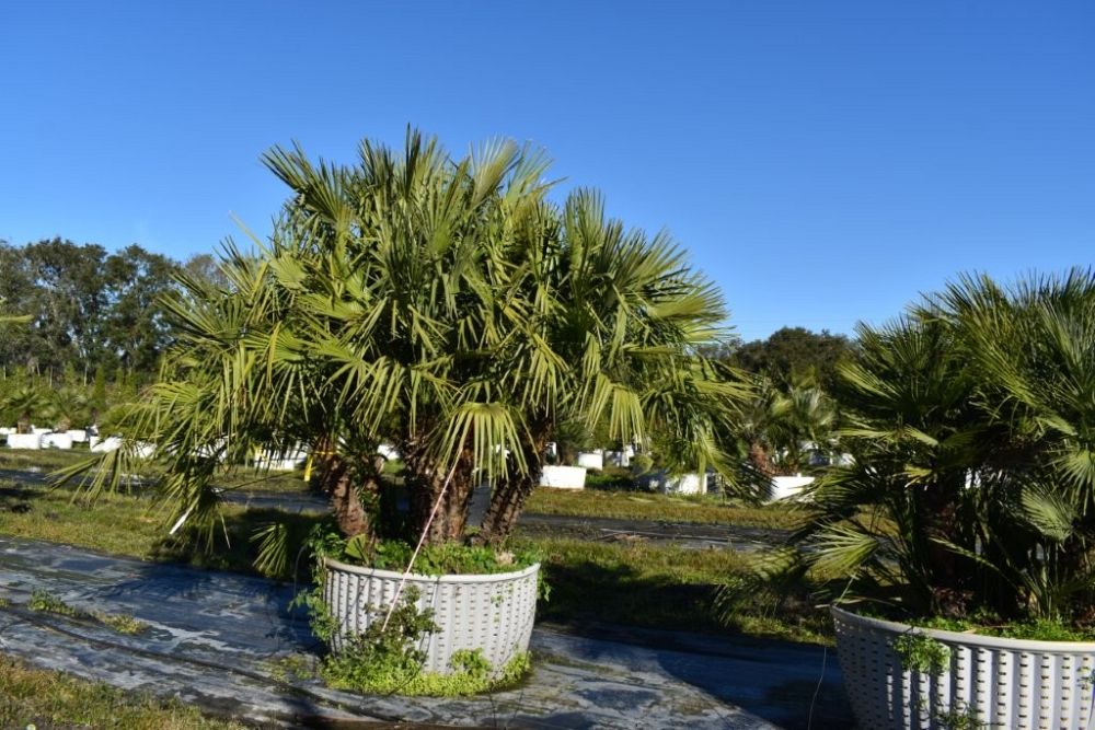 chamaerops-humilis-european-fan-palm-mediterranean-fan-palm