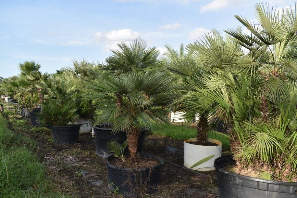 chamaerops-humilis-european-fan-palm-mediterranean-fan-palm