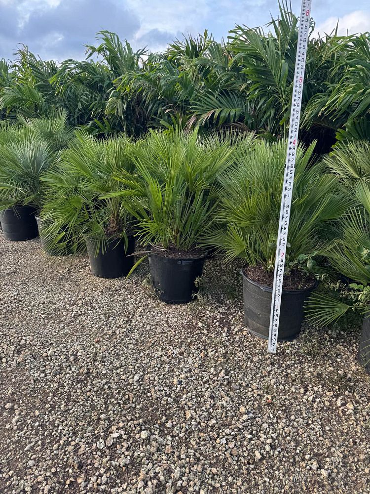 chamaerops-humilis-european-fan-palm-mediterranean-fan-palm