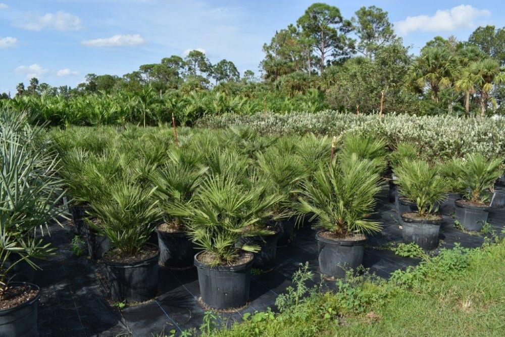 chamaerops-humilis-european-fan-palm-mediterranean-fan-palm