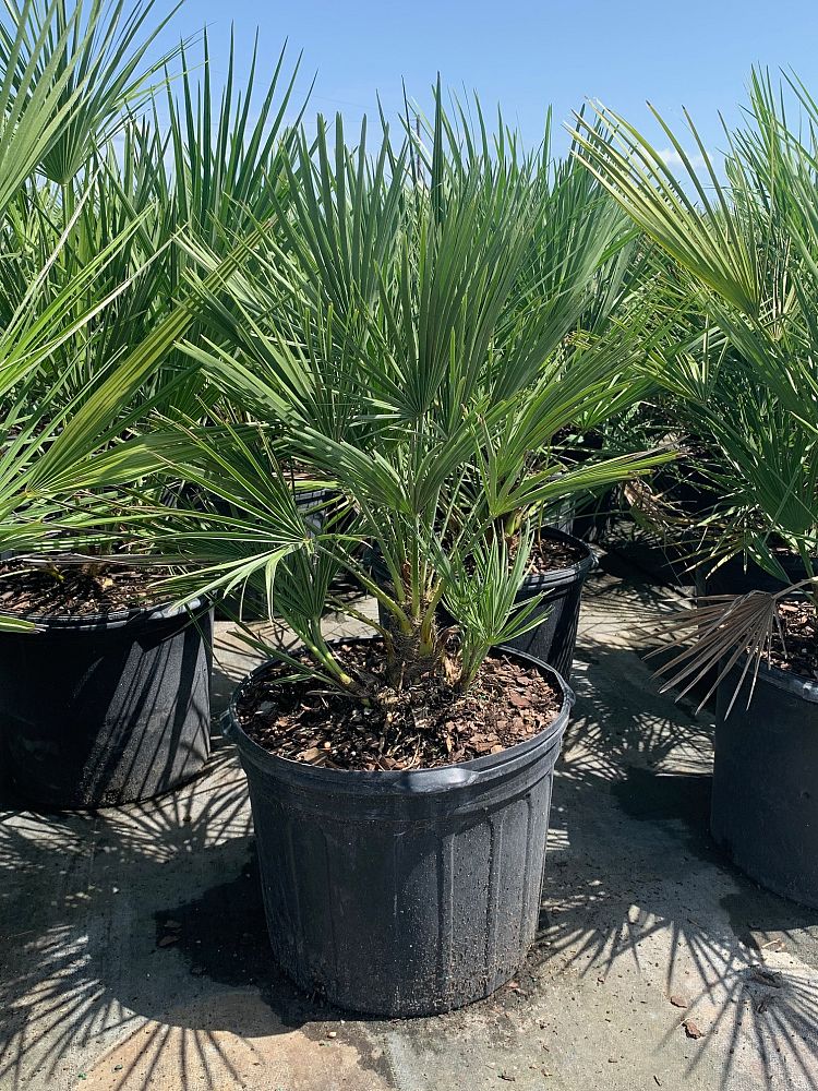 chamaerops-humilis-european-fan-palm-mediterranean-fan-palm