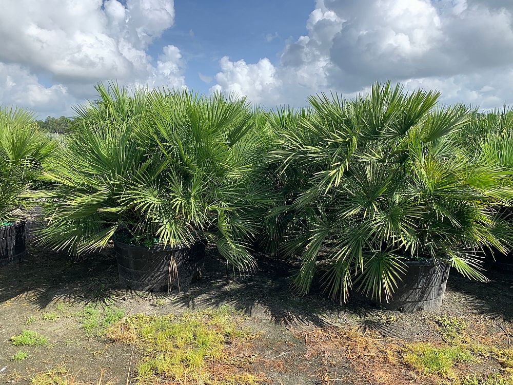 chamaerops-humilis-european-fan-palm-mediterranean-fan-palm