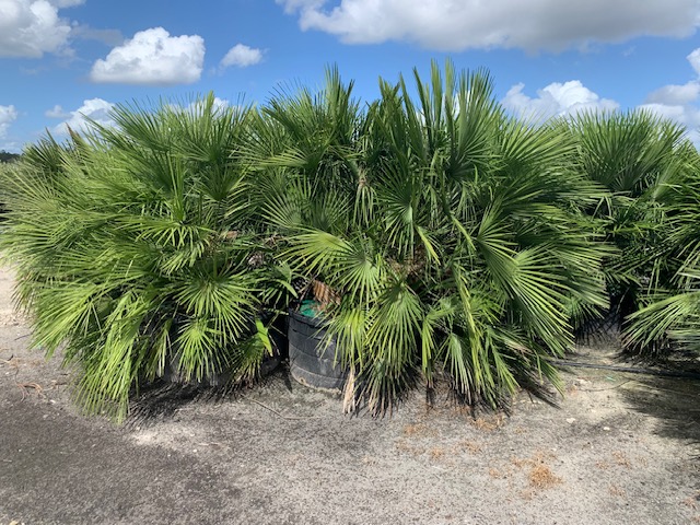 chamaerops-humilis-european-fan-palm-mediterranean-fan-palm