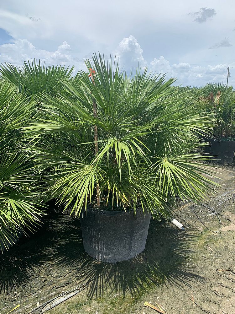 chamaerops-humilis-european-fan-palm-mediterranean-fan-palm