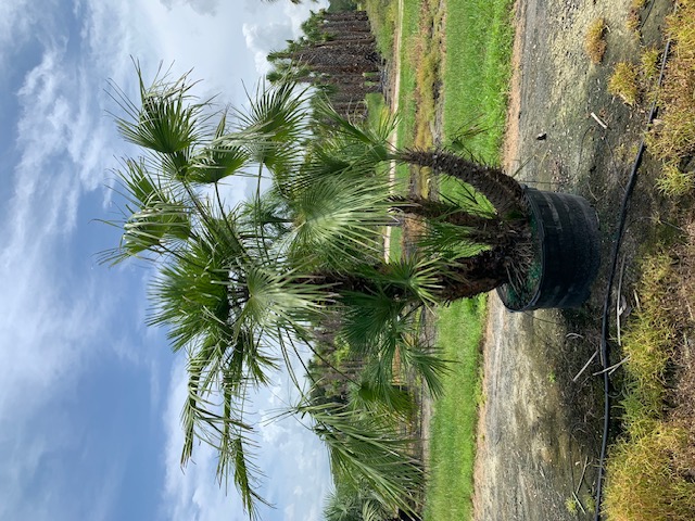 chamaerops-humilis-european-fan-palm-mediterranean-fan-palm