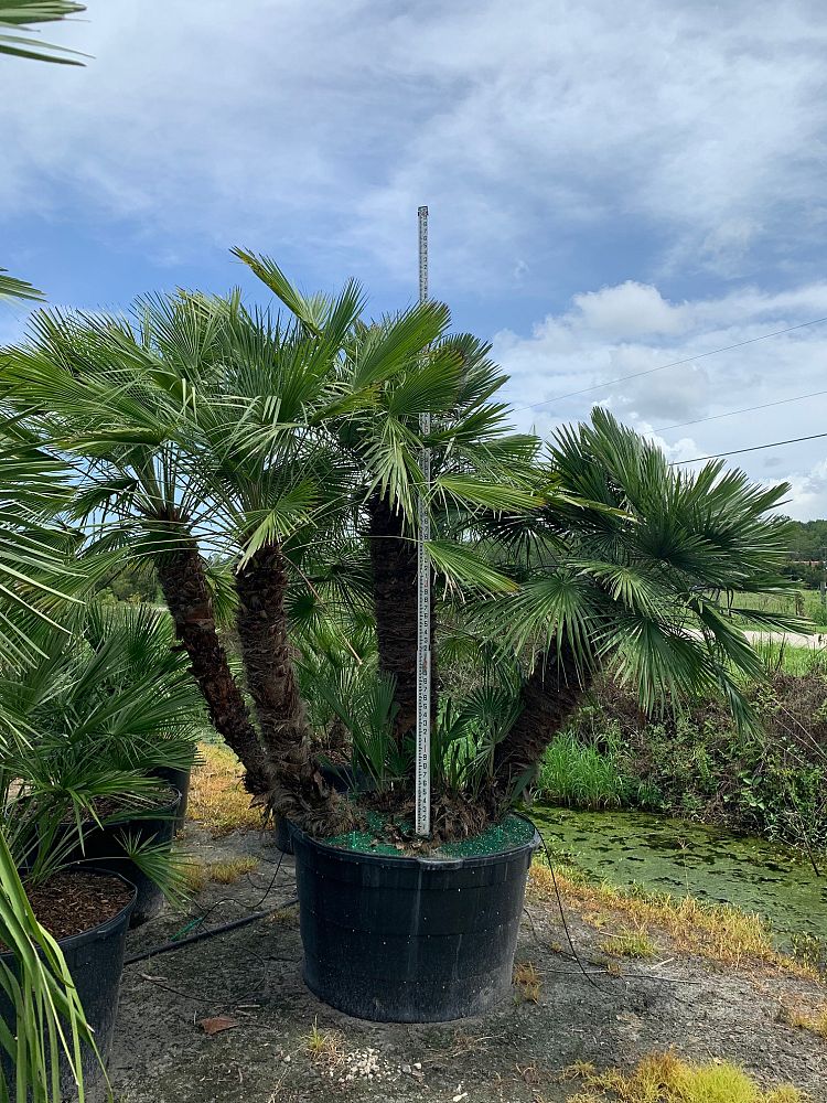 chamaerops-humilis-european-fan-palm-mediterranean-fan-palm