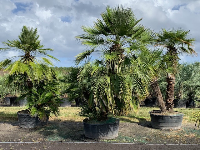 chamaerops-humilis-european-fan-palm-mediterranean-fan-palm