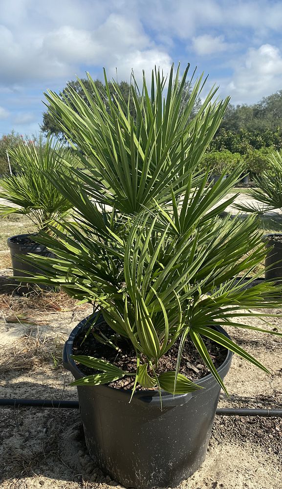 chamaerops-humilis-european-fan-palm-mediterranean-fan-palm