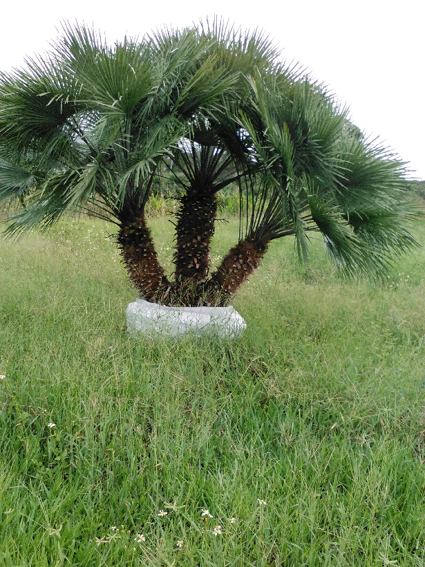 chamaerops-humilis-european-fan-palm-mediterranean-fan-palm