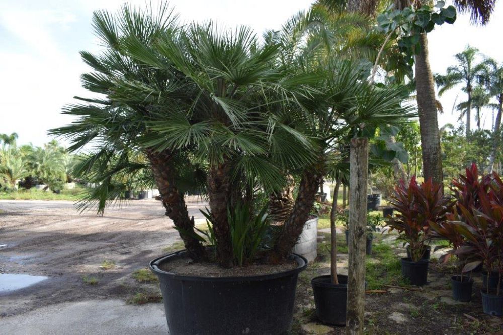 chamaerops-humilis-european-fan-palm-mediterranean-fan-palm