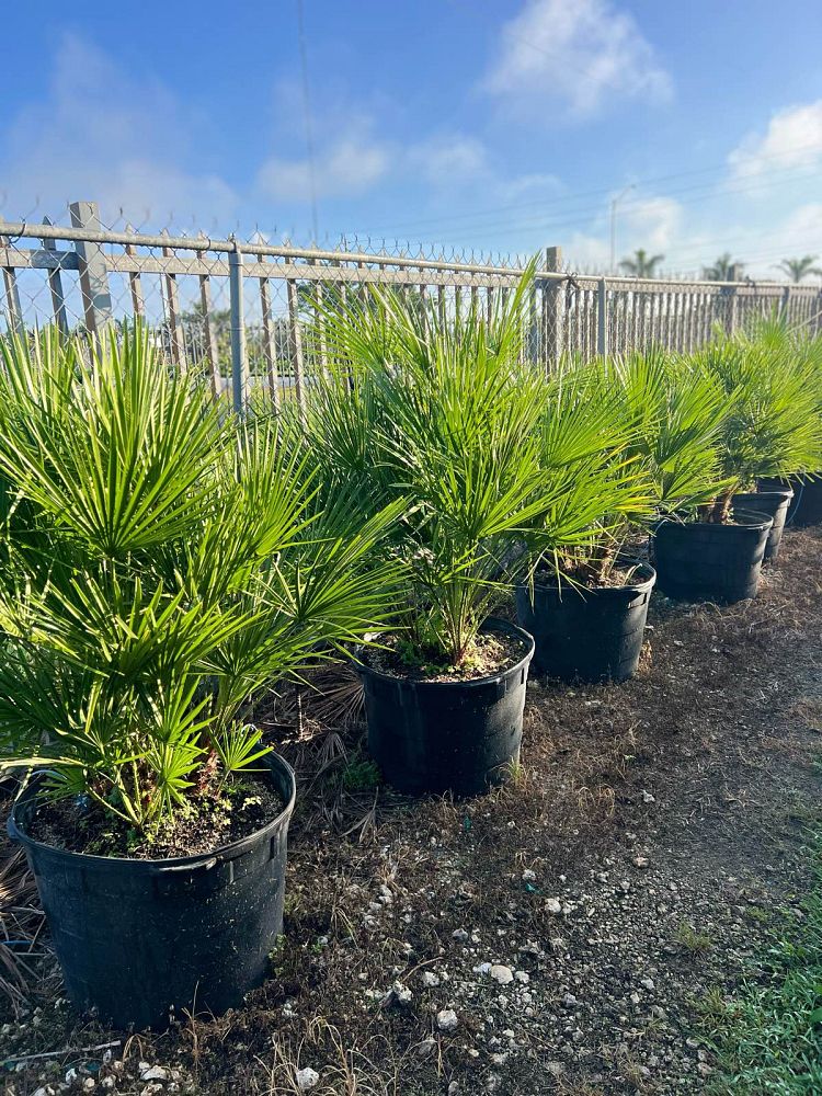 chamaerops-humilis-european-fan-palm-mediterranean-fan-palm