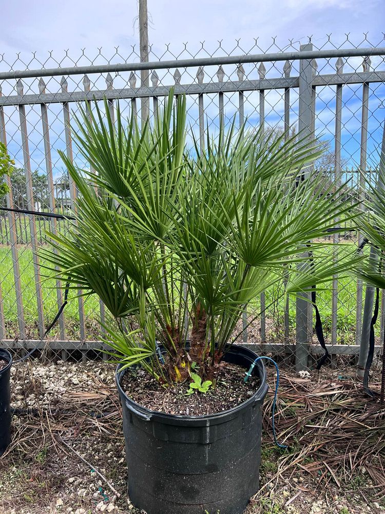 chamaerops-humilis-european-fan-palm-mediterranean-fan-palm