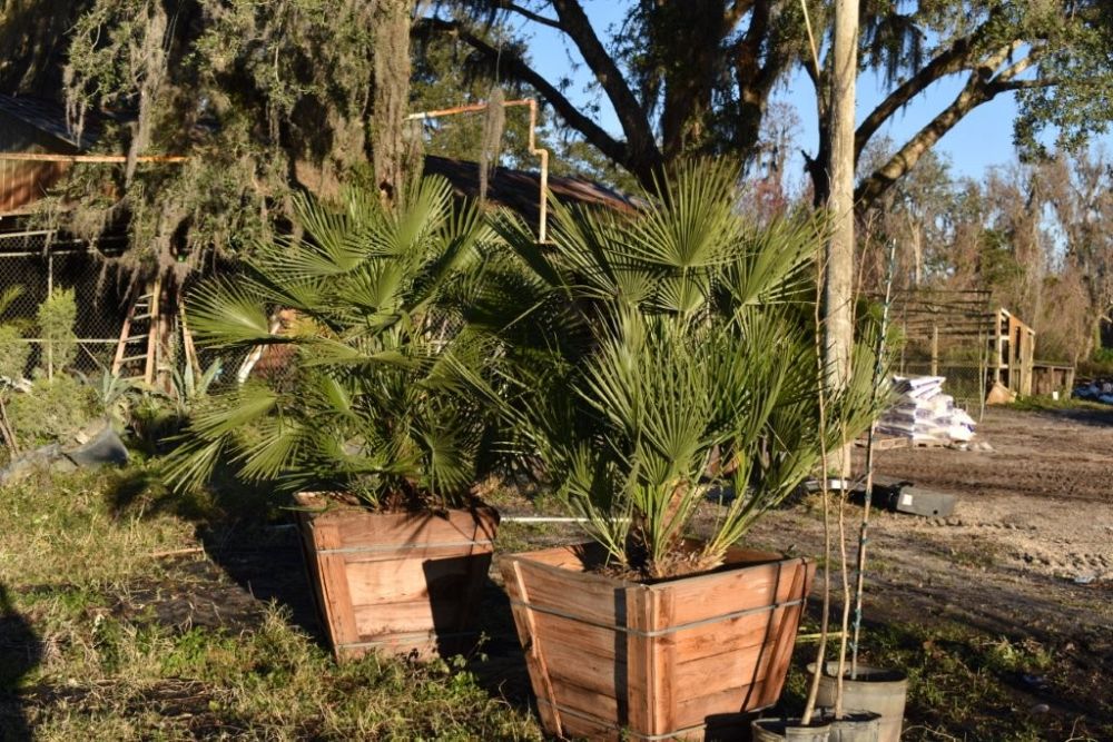 chamaerops-humilis-european-fan-palm-mediterranean-fan-palm