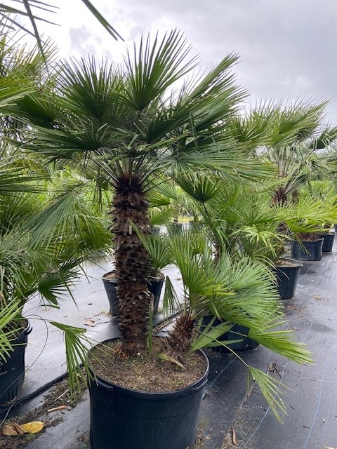 chamaerops-humilis-european-fan-palm-mediterranean-fan-palm