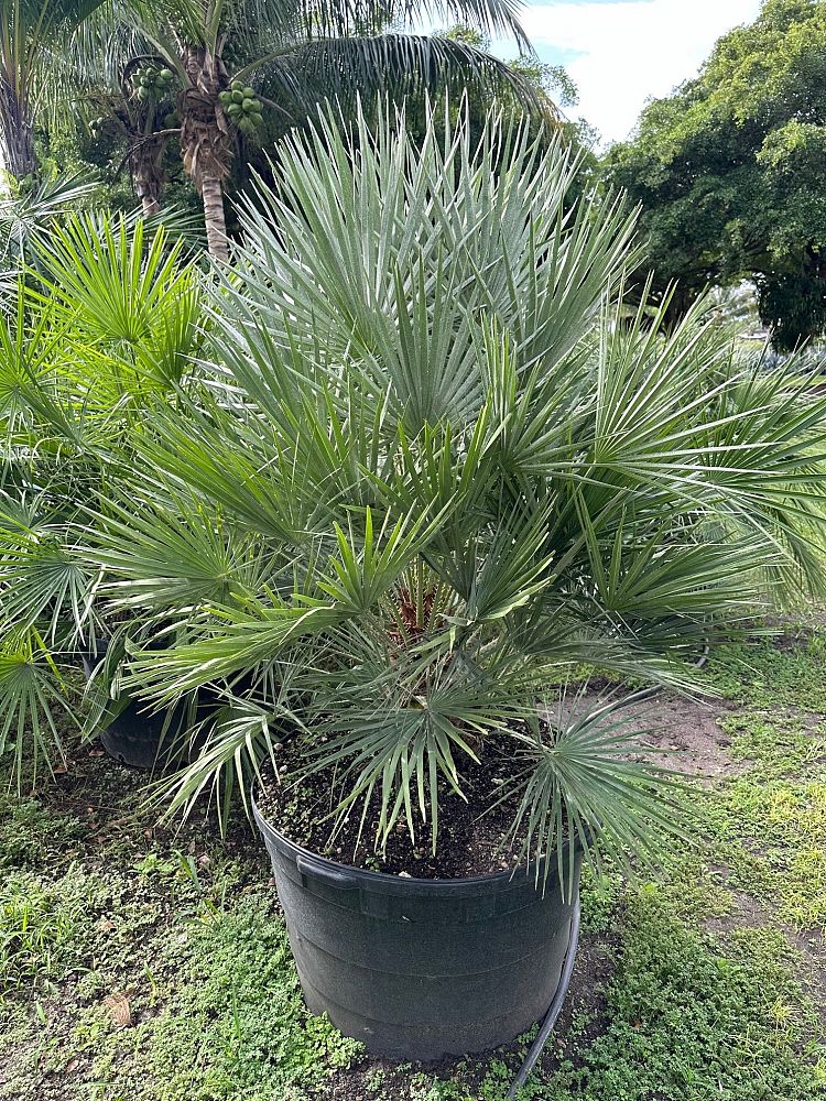 chamaerops-humilis-european-fan-palm-mediterranean-fan-palm