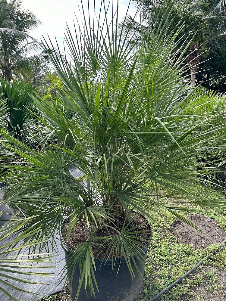 chamaerops-humilis-european-fan-palm-mediterranean-fan-palm