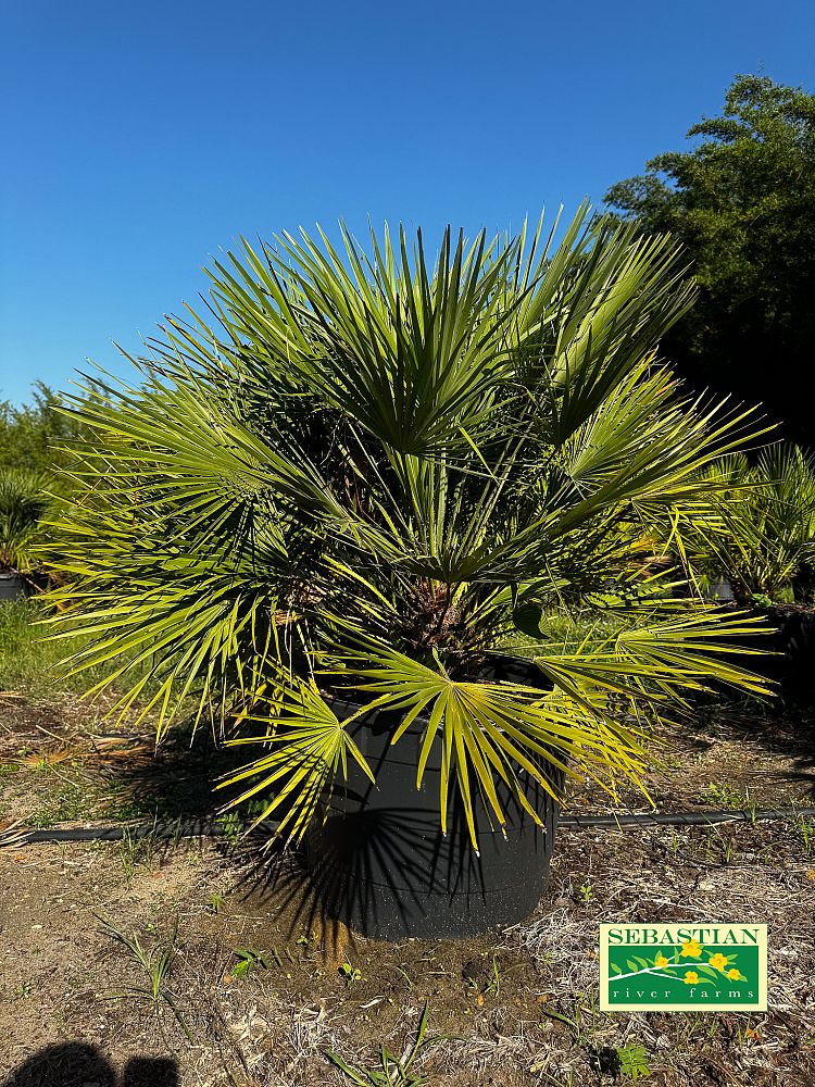 chamaerops-humilis-european-fan-palm-mediterranean-fan-palm