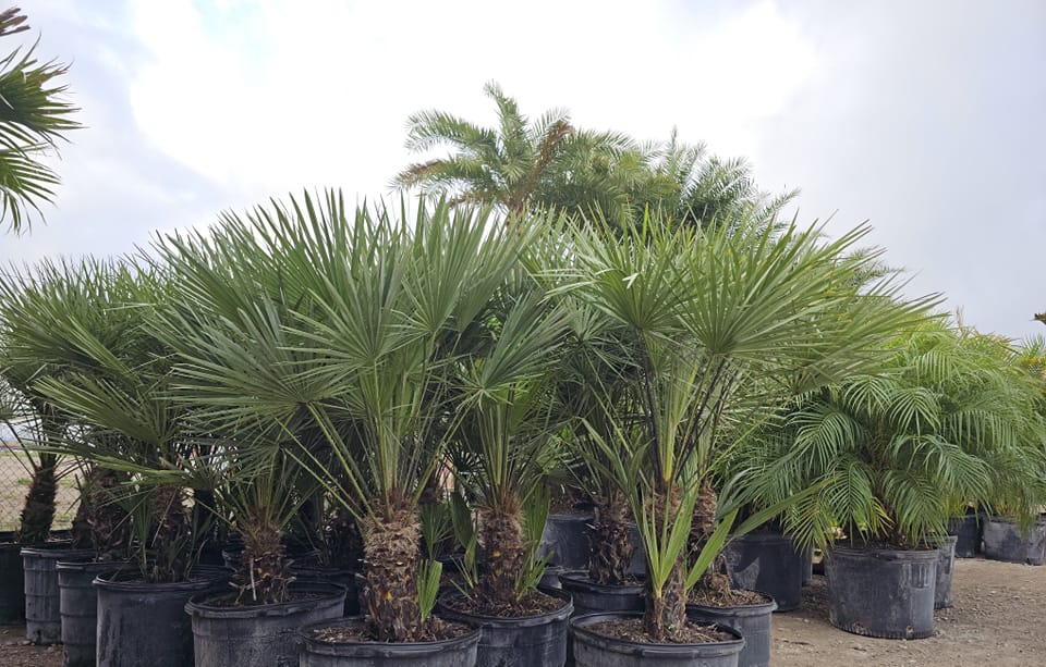 chamaerops-humilis-european-fan-palm-mediterranean-fan-palm