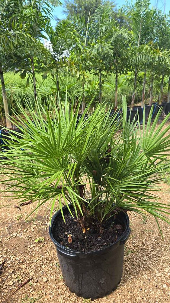 chamaerops-humilis-european-fan-palm-mediterranean-fan-palm