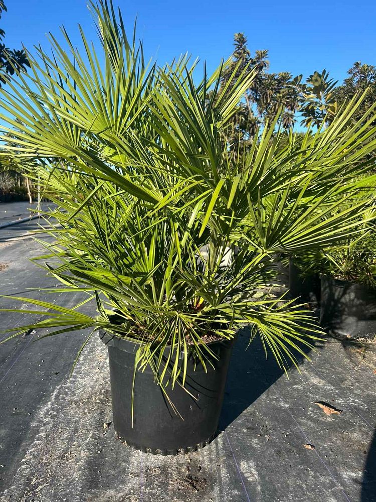 chamaerops-humilis-european-fan-palm-mediterranean-fan-palm