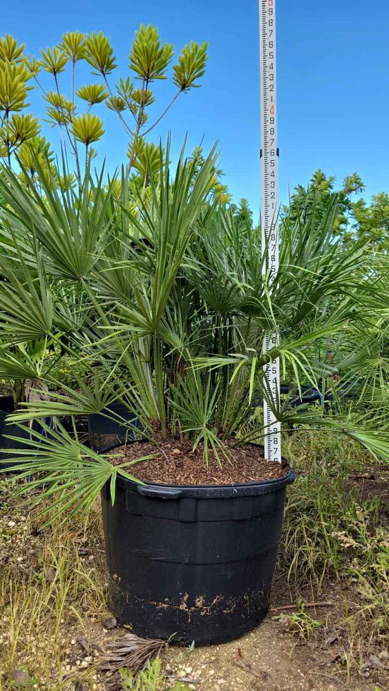 chamaerops-humilis-european-fan-palm-mediterranean-fan-palm