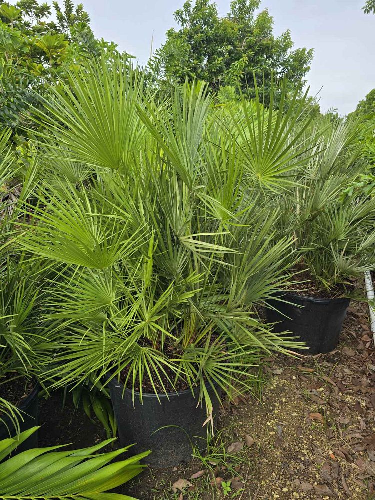 chamaerops-humilis-european-fan-palm-mediterranean-fan-palm