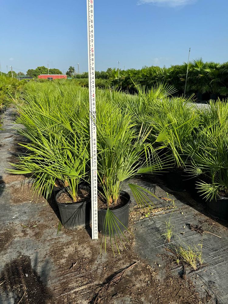 chamaerops-humilis-european-fan-palm-mediterranean-fan-palm