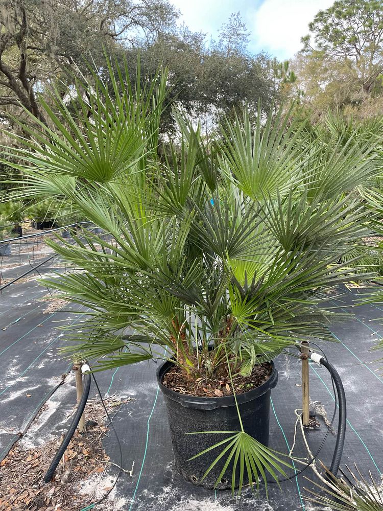 chamaerops-humilis-european-fan-palm-mediterranean-fan-palm