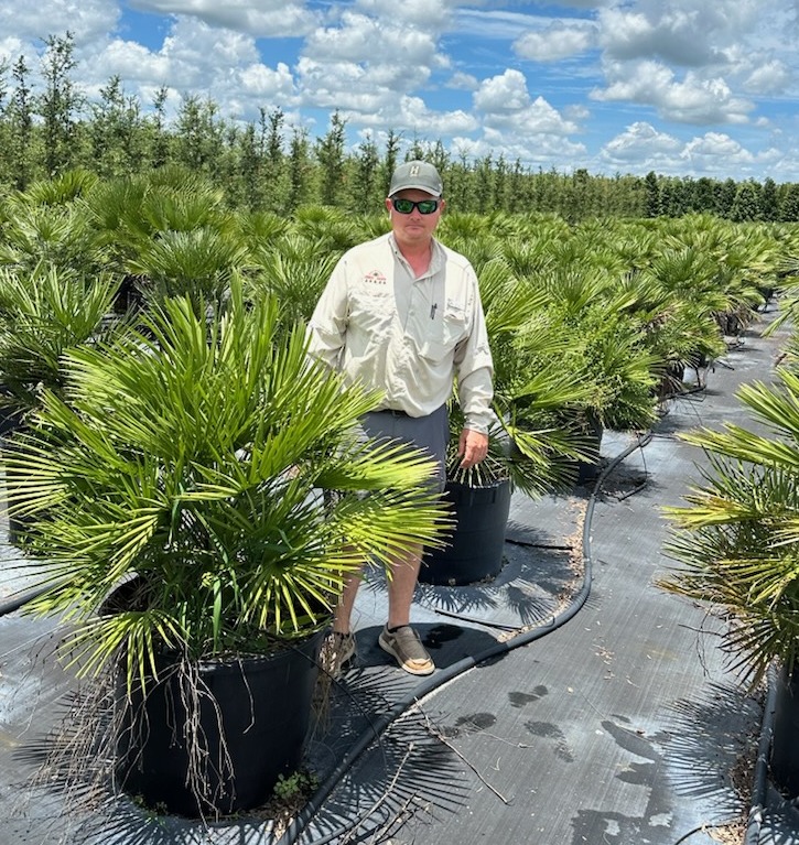 chamaerops-humilis-european-fan-palm-mediterranean-fan-palm