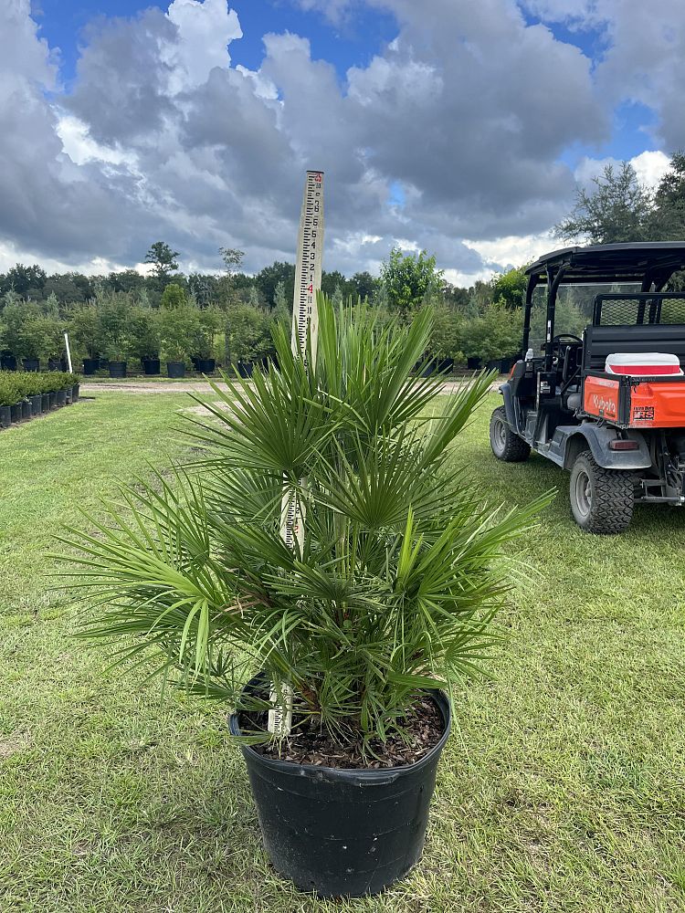 chamaerops-humilis-european-fan-palm-mediterranean-fan-palm