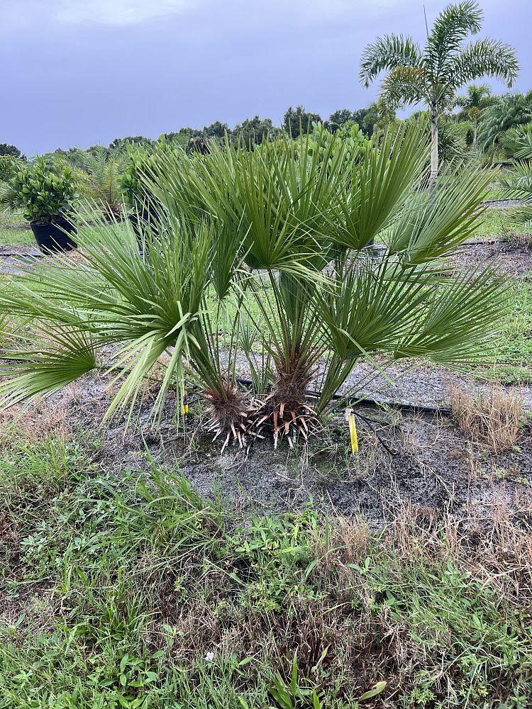 chamaerops-humilis-european-fan-palm-mediterranean-fan-palm