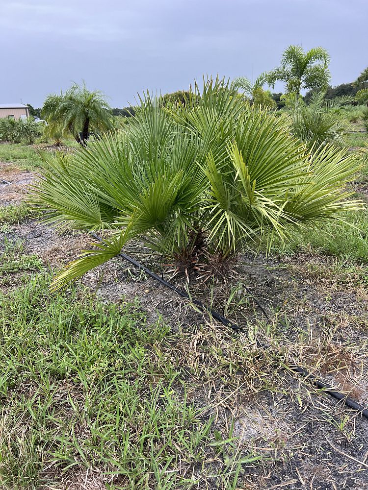 chamaerops-humilis-european-fan-palm-mediterranean-fan-palm