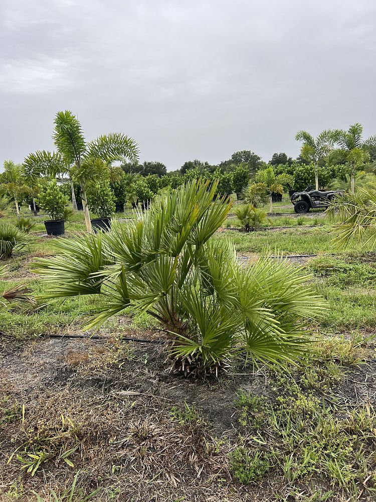 chamaerops-humilis-european-fan-palm-mediterranean-fan-palm