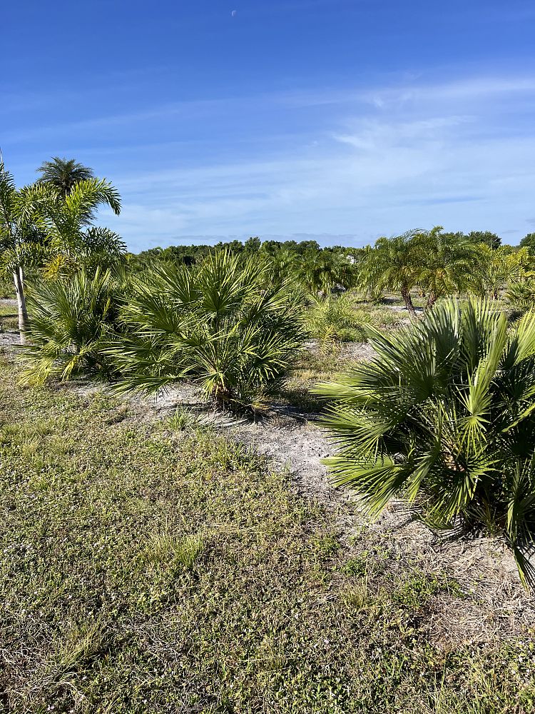 chamaerops-humilis-european-fan-palm-mediterranean-fan-palm