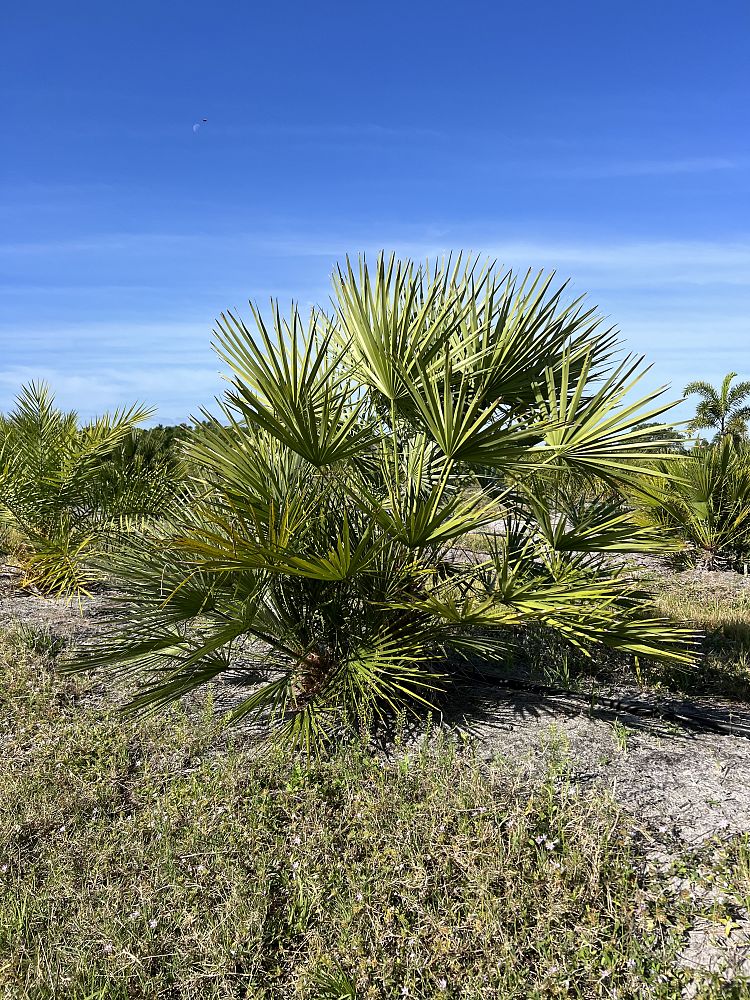 chamaerops-humilis-european-fan-palm-mediterranean-fan-palm