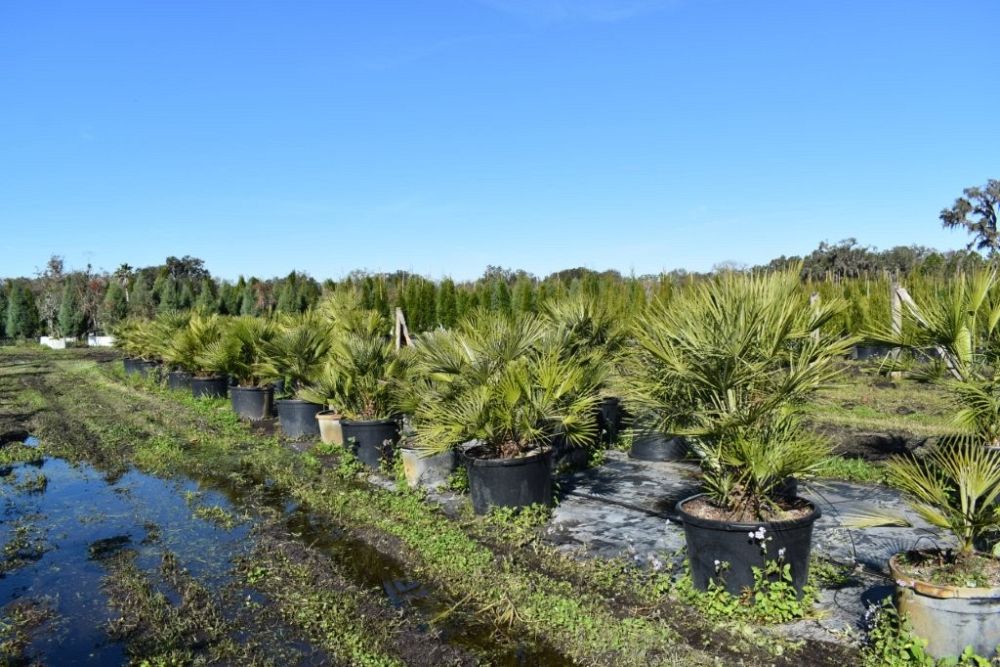 chamaerops-humilis-european-fan-palm-mediterranean-fan-palm