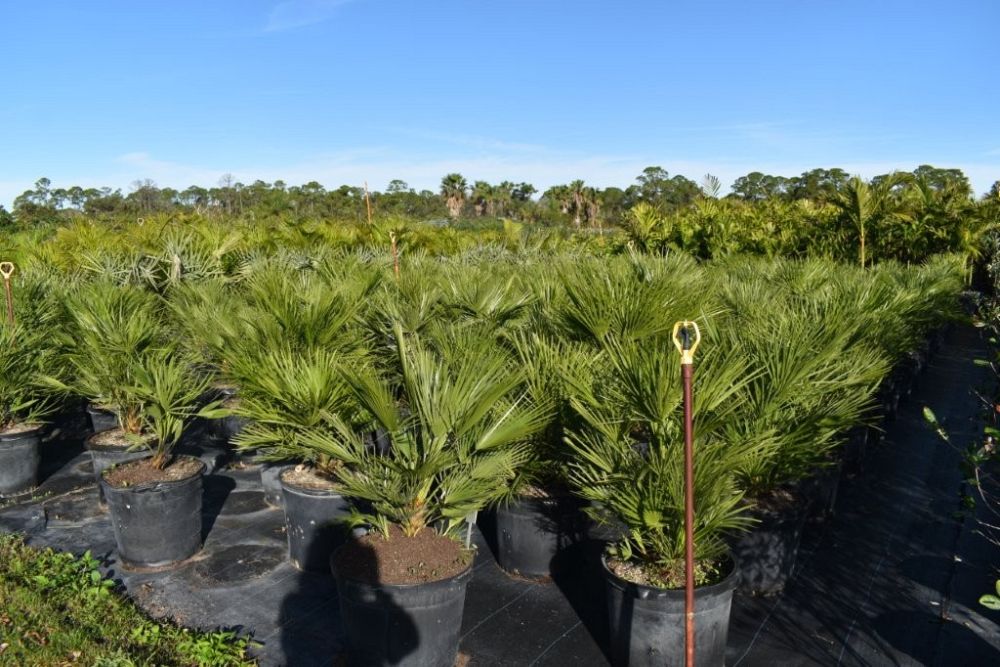 chamaerops-humilis-european-fan-palm-mediterranean-fan-palm