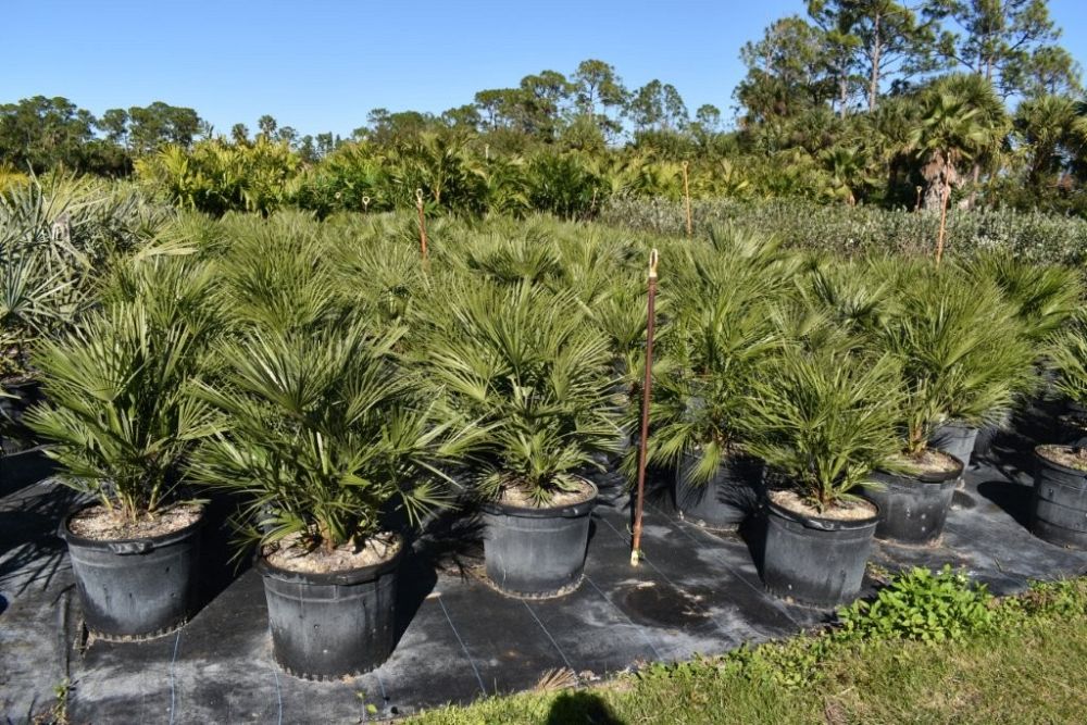 chamaerops-humilis-european-fan-palm-mediterranean-fan-palm