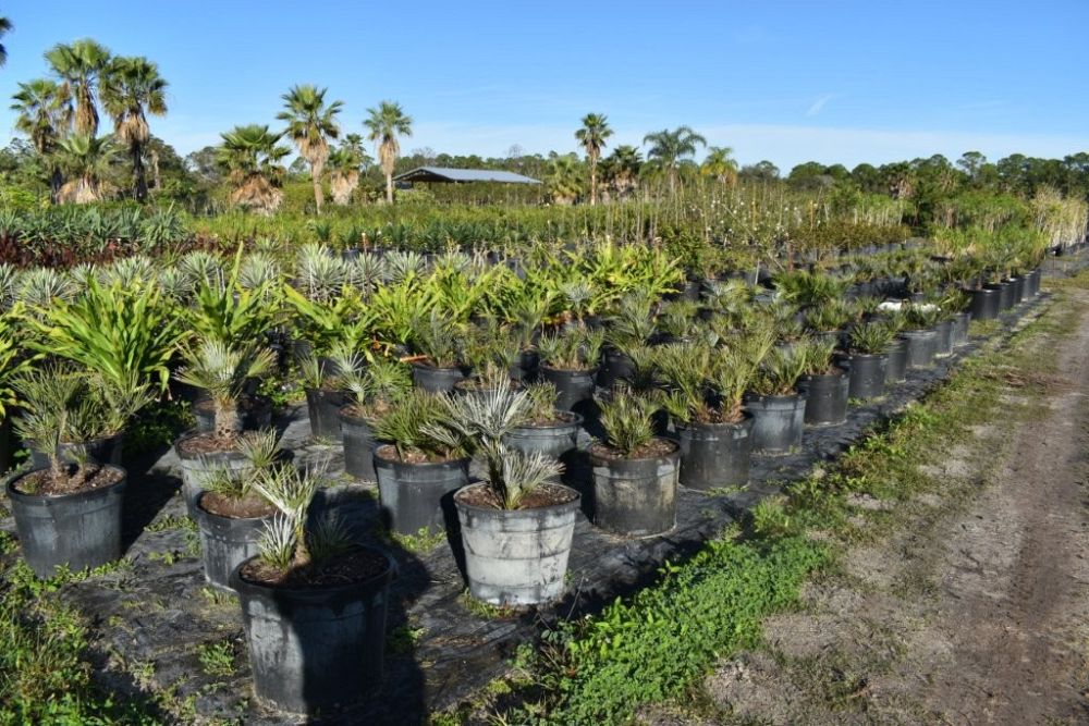 chamaerops-humilis-european-fan-palm-mediterranean-fan-palm