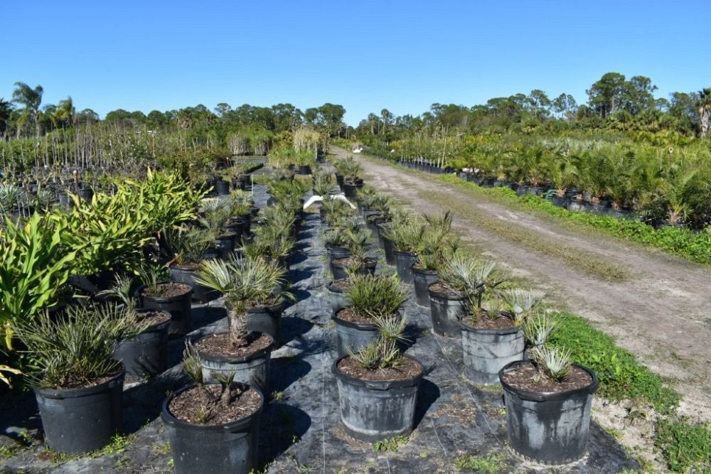 chamaerops-humilis-european-fan-palm-mediterranean-fan-palm