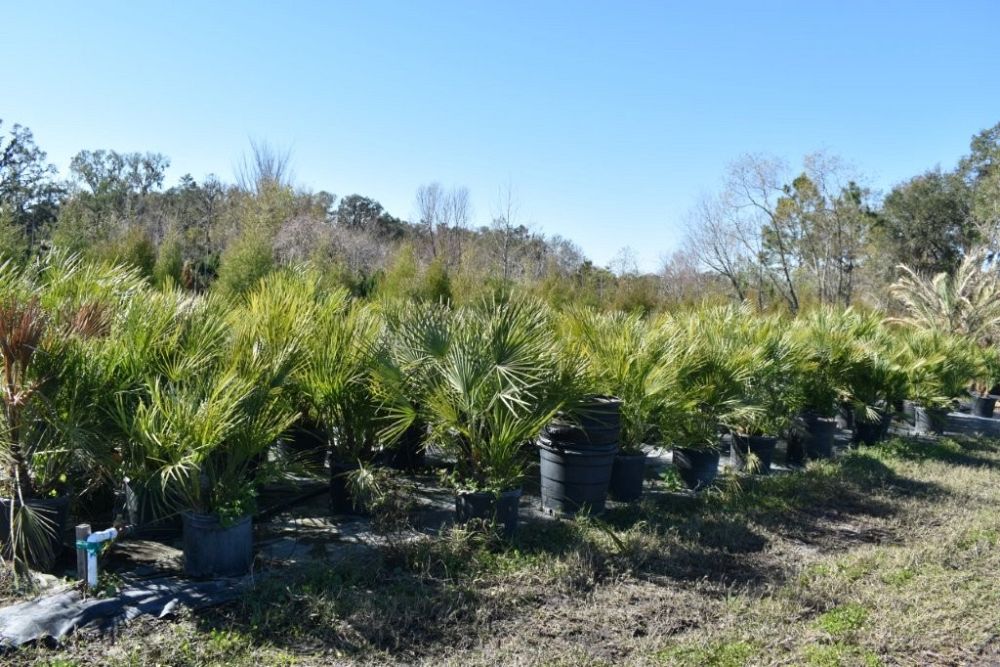 chamaerops-humilis-european-fan-palm-mediterranean-fan-palm