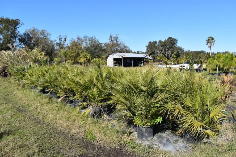 chamaerops-humilis-european-fan-palm-mediterranean-fan-palm